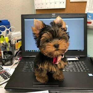 Registered Yorkshire Puppies For Re-Homing | PostAds PH