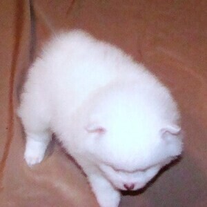 White Pomeranian Puppies | PostAds PH
