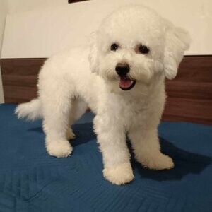 AKC Awesome Bichon Frise | PostAds PH