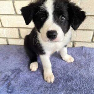 Border Collie puppies WhatsApp:(+63-9455-189-371) Viber:(+63-9455-189-371) | PostAds PH