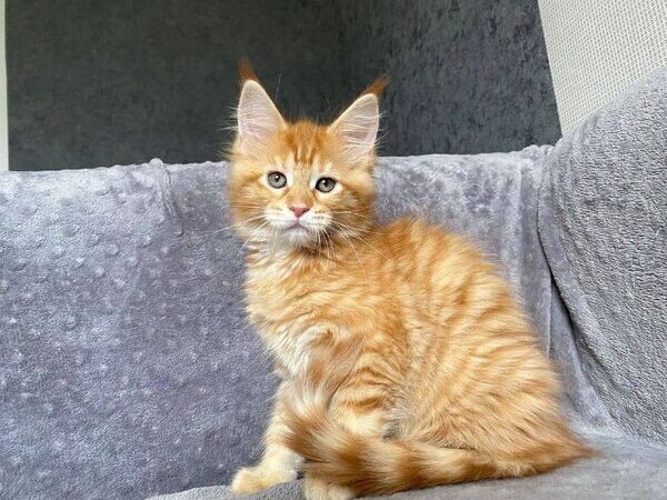 Maine Coon Kittens Viber:+63-948-1451-325