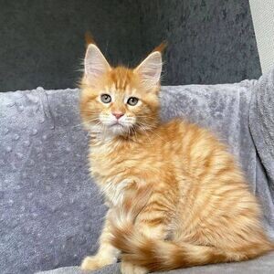 Maine Coon Kittens Viber:+63-948-1451-325 | PostAds PH