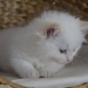 Hand-Raised Ragdoll Kittens Viber:+63-948-1451-325 | PostAds PH