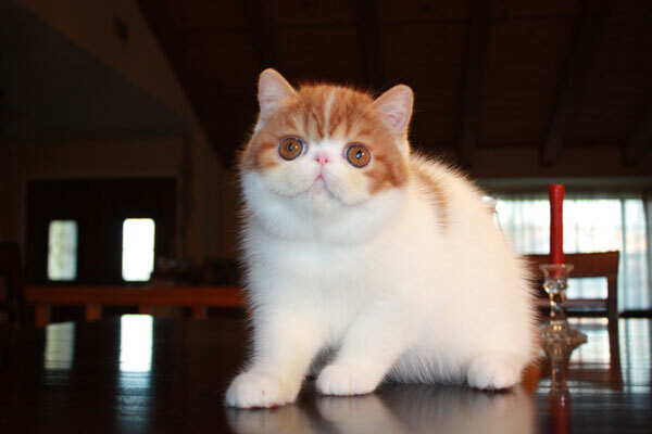 Exotic Shorthair kittens Viber:+63-948-1451-325