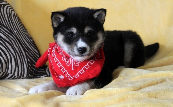 Shiba Inu Puppies Viber:+63-948-1451-325