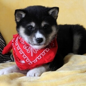 Shiba Inu Puppies Viber:+63-948-1451-325 | PostAds PH