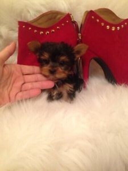 Yorkie puppies Viber:+63-948-1451-325