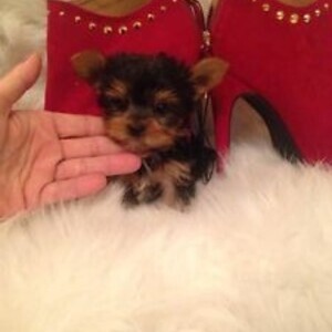 Yorkie puppies Viber:+63-948-1451-325 | PostAds PH