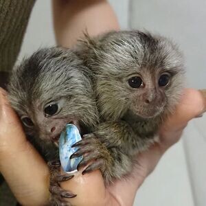 2 Charmi Marmoset monkeys | PostAds PH