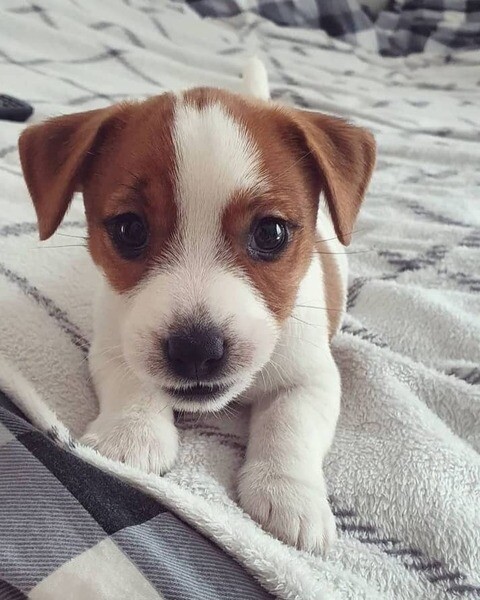 Jack Russell Terrier puppy