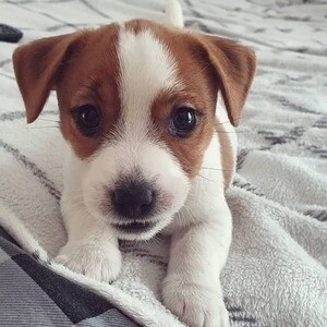 Jack Russell Terrier puppy | PostAds PH