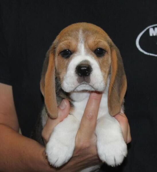 Beagle puppies