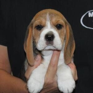 Beagle puppies | PostAds PH
