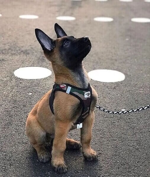 Belgian Malinois pupies Viber:+63-9481-451-325