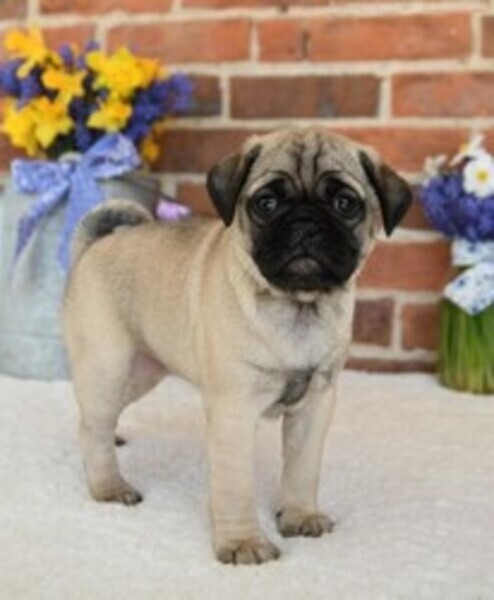 Healthy Pug Puppies Viber:+63-948-1451-325