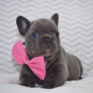 French Bulldog puppies in Philippines | PostAds PH