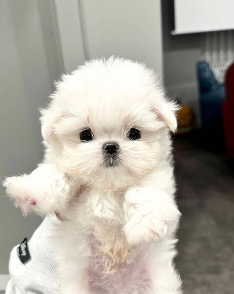 Maltese puppies in Philippines 