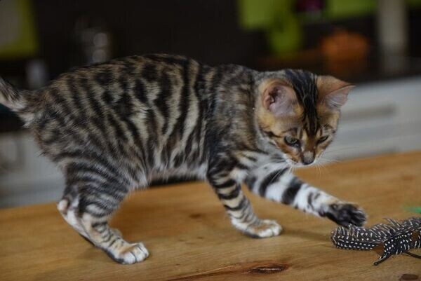 Beautiful Toyger kittens WhatsApp:(+63-9455-189-371)  Viber:(+63-9455-189-371)