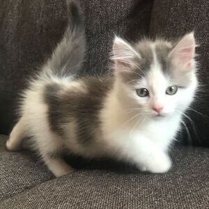 Beautiful Munchkin kittens WhatsApp:(+63-9455-189-371) Viber:(+63-9455-189-371) | PostAds PH