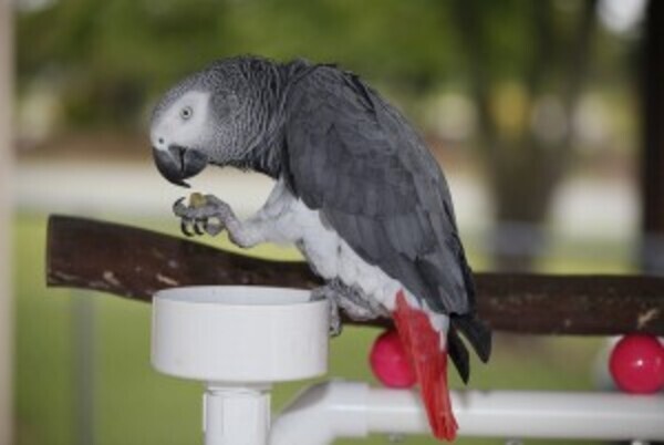 Beautiful African grey parrots WhatsApp:(+63-9455-189-371)  Viber:(+63-9455-189-371)