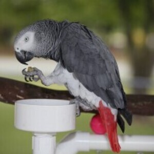 Beautiful African grey parrots WhatsApp:(+63-9455-189-371) Viber:(+63-9455-189-371) | PostAds PH