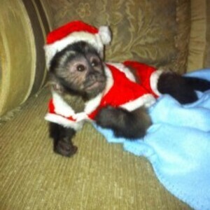 CAPUCHIN MONKEYSWhatsApp:(+63-9455-189-371) Viber:(+63-9455-189-371) | PostAds PH