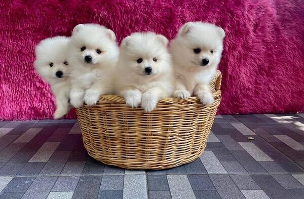  Lovely 12 weeks old Teacup Pomeranian Puppies for sale