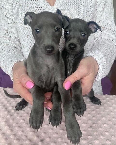  Italian Greyhound puppies