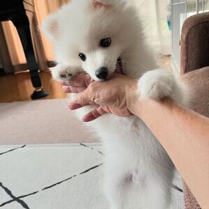Japanese Spitz puppies | PostAds PH
