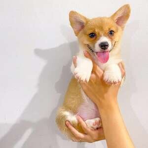 Welsh Corgi Puppies for sale | PostAds PH