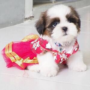 Shih Tzu Puppies for Sale | PostAds PH