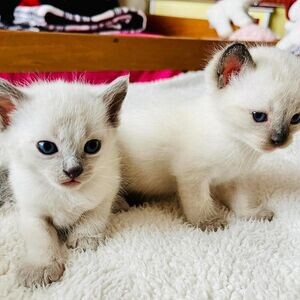 Siamese Kittens Ready | PostAds PH