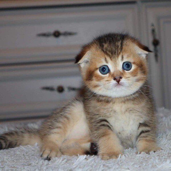 Scottish Fold Kittens for sale 