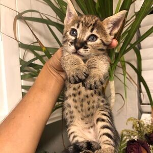 savannah kittens for re-homing | PostAds PH