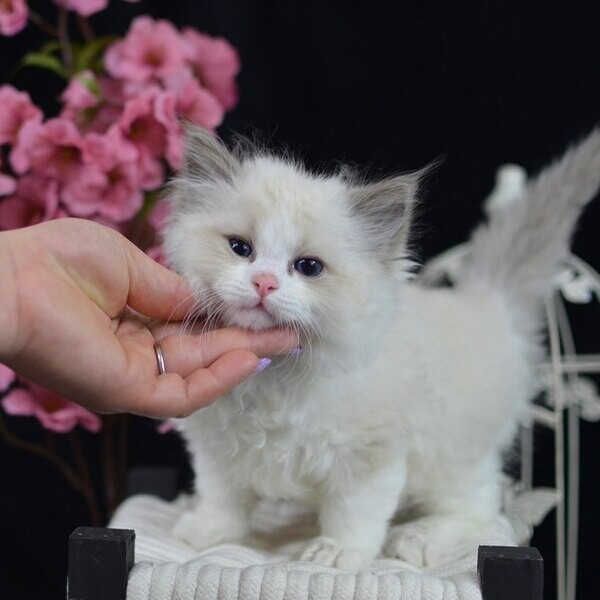    Ragdoll kittens for adoption