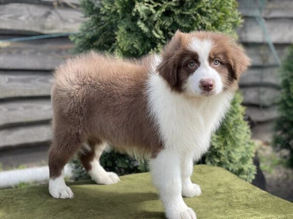  Australian shepherd puppies