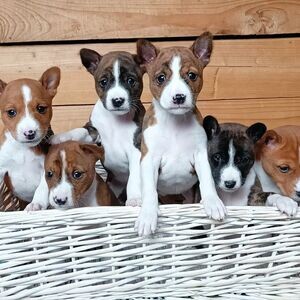 Male and Female Basenji puppies | PostAds PH