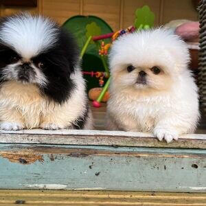 Adorable purebred Pekingese Puppies Available | PostAds PH