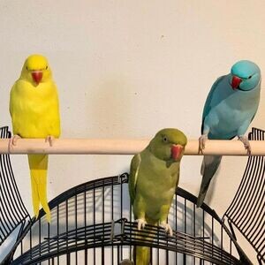 Hand Fed Indian Ringneck Parakeets Available | PostAds PH