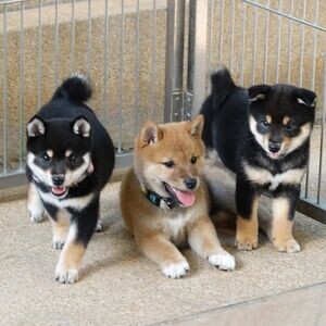 Shiba Inu Puppies for sale | PostAds PH