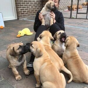 Boerboel Puppies For Sale | PostAds PH