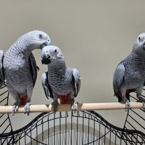 Talking African Grey Parrots for sale | PostAds PH