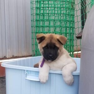 Akita Puppies Available Now For Sale | PostAds PH