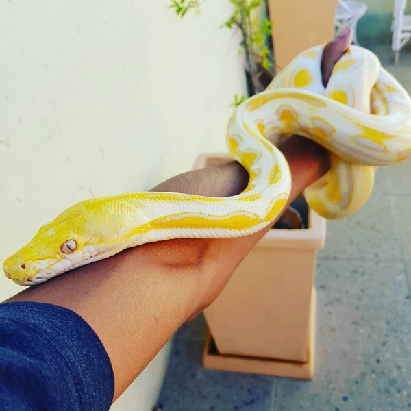 Python Snake Cost Albino Python ball snakes for sale. | PostAds.ph