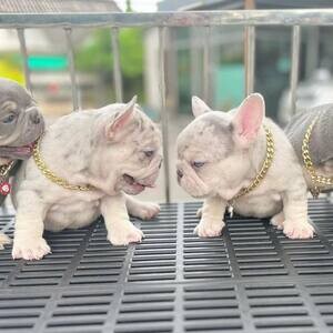 French Bulldog Puppies for sale | PostAds PH