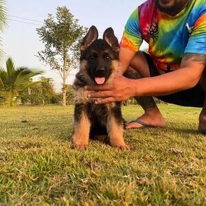 German Shepherd Puppies for sale | PostAds PH