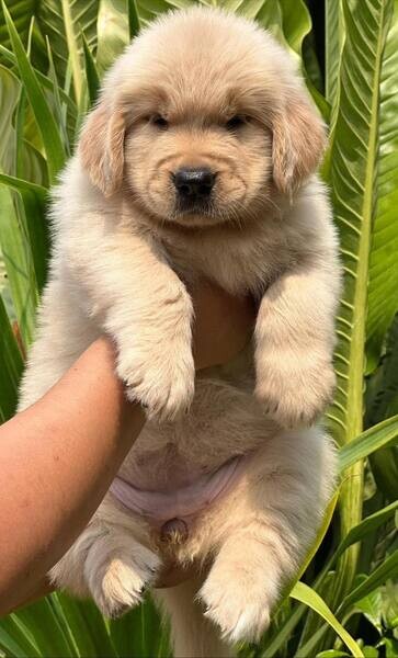   Golden Retriever Puppies fr sale   