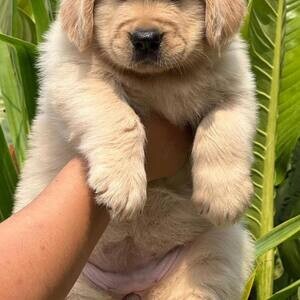 Golden Retriever Puppies fr sale | PostAds PH