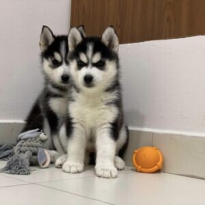 Siberian husky puppies available for Sale | PostAds PH