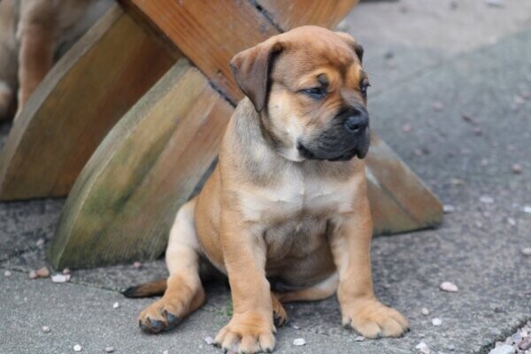 Boerboel puppies available 